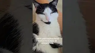 What secrets does your cat know about you? 🤔 audio: ladycuddlesmeow #shorts #catfacts #secrets #cats