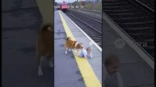 Puppy saves baby from train #wholesome #train