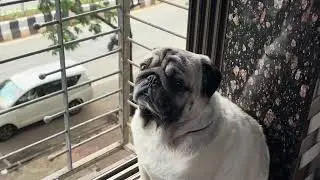 Cold rainy days are my Favourite walking weather!#pug #dog #video
