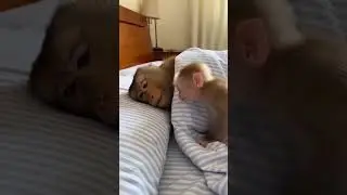 Sleeping Monkey Gets Shocked by Baby Monkey Prank 🤣#funny #monkey