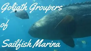 Goliath Groupers Of Sailfish Marina