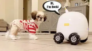 Puppy Meet Rocki for the 1st Time || Smart Robot