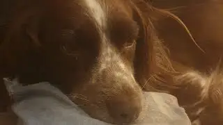 Can you diffuse around pets?