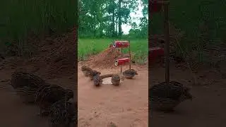 Easy and Effective DIY Techniques for Building an Unbelievable Underground Quail Trap #shorts #viral