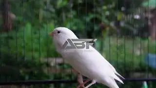 PANCINGAN JITU BURUNG KENARI#015