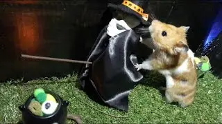 ハムスターのハロウィン大冒険
