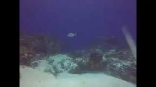 Santa Rosa Reef in Cozumel with Ramon Zapata Divers
