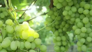 AndNowUKnow: Table Grapes - Behind the Greens