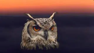 Jack Rose 'Song for the Owl' from the album 'The Black Dirt Sessions' 2010.
