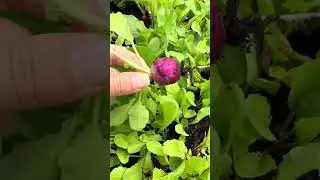 This #harvest includes asparagus, rhubarb, radishes, arugula, spinach