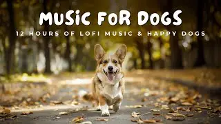 🎧 12 Hours of Music for Dogs | 🐕 Lofi Tunes & Happy Pups