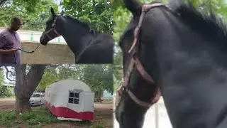 GLAMOROUS THREE YEAR OLD RACE HORSE GETS HOOF CLEANING AND POLISH AT TRAINER WINSTON MORRIS STABLE