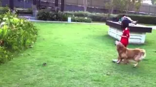 Dog Clicker Training