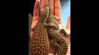 Ackies chilling