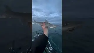 Small To Giant Animal Traisnformission...!!  #8