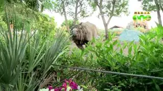 Al Bustan Zoological centre - Weekend Arabia 30-(3)