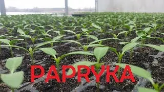 Vlog 14. Młody Rolnik. Uprawa Papryki pod Osłonami Odc.1