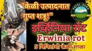 केळी एर्विनिया रॉट कारण, लक्षणे व नियंत्रण Erwinia Rot in Banana.