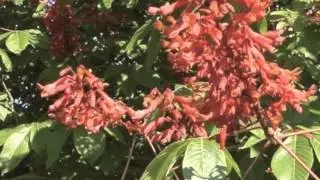 Aesculus pavia Red Buckeye tree