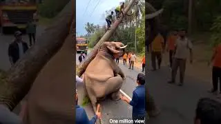 #elephant #animals #lion #wildlife #amazingfacts #soundeffects #soundvariations #funnyanimal #funny