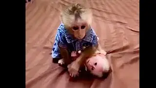 Baby Monkey Chi Chi is using big bro Pav Pav as her personal Uber again. 🙈🙉🙊🤣🤣🤣 #funnyvideos #cute