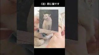 元野良猫くうちゃん｜家猫になり激変！#shorts #cat