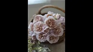 Panier - японская роза из серии роз Ля Мерси от компании Макико Кавамото. Новинка в селекции!