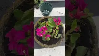 DIY design your own hanging basket planter #diyprojects #fy #gardenplants #diyideas #diytip #diy
