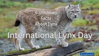 Unknown Facts About Lynx  /Surprising Facts About Lynx You Need To Know /International Lynx Day 🦊