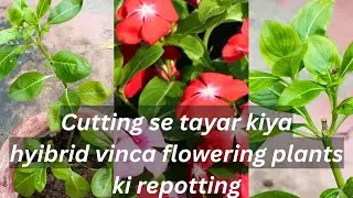 Cutting se tayar hybrid vinca plants #flowering  #easy 