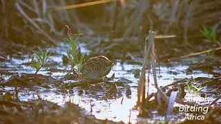Rare Spotted Crake at Marievale | A Secretive Wetland Gem