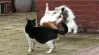 CAT FIGHT GONE JOJO ZA WARUDO