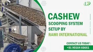 Automatic Cashew Scooping Machine✅Fully Automatic Cashew Scooping Line🥰Cashew Nut Scooping Machine