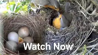 Roodborstje -  Robin breeding. Met jongen die uit het ei komen.