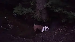 Fr&uuml;h Morgens in der Wahnerheide