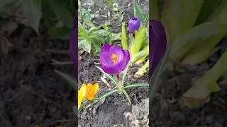 Crocuses / Крокуси