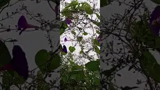 Sunday 27 9:45 am Asmar #nature rain