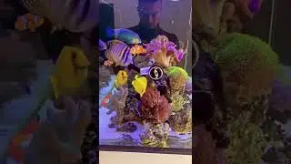 Marine tank short feeding seaweed