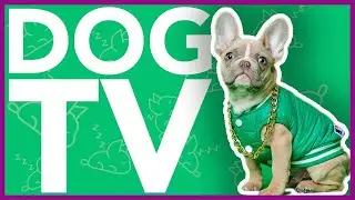 DOG TV - ULTRA-ENTERTAINING VIDEO FOR DOGS TO WATCH!