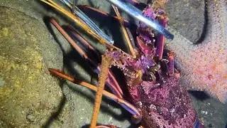 I Catching lobster🦞starfish⭐️eel🪱crab🦀black sea cucumber🦠shrimp🦐 / Seafood 2025
