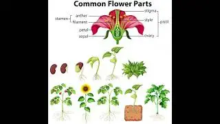 Parts of flower ||Easy diagram #class12 #biology #plants #viralvideo #viralvideo  #trendingshorts