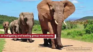These 4 Animals Depend on Leadership to Survive