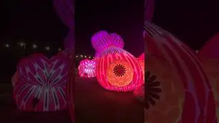 Cupids Koi Garden 14/03/22 #Adelaide Festival