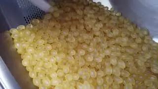 Soft gelatin capsules coated with BonuLac&reg; E & BonuWax&reg; | Process and result | BIOGRUND