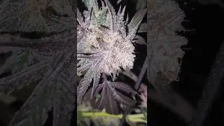 Black Cherry Soda 🍒🥤