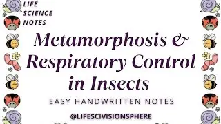 Metamorphosis & Respiratory Control in Insects | Zoology Made Easy 🦋🫁