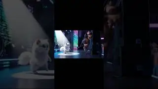 Milo & Buster&rsquo;s Concert Madness | Stage Chaos, Music Fails & Viral Comedy #viral #funny #song