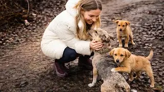 Abandoned Mama Dog Leads Us to Her Puppies and Asks to Save them
