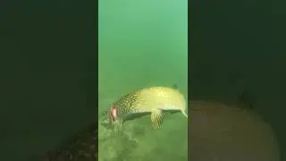 Turna/pike #capture #fishing #naturecapture #carpfishing #captures #nature #carp #fish #lake