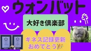 ♡WOMBAT❤️大好き倶楽部♡  Meg chan💕nel